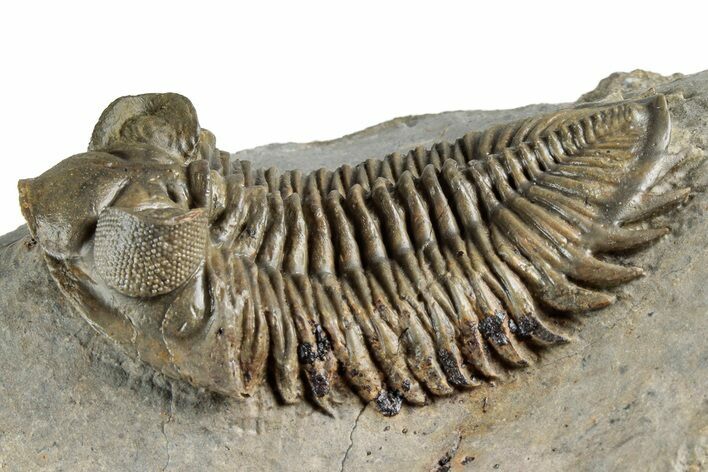 Bug-Eyed Coltraneia Trilobite Fossil - Unusual Brown Color #350853